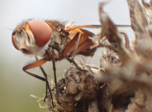 Ectophasia crassipennis